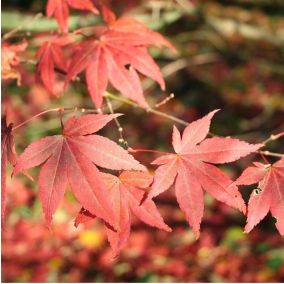 Érable du Japon 'Atropurpureum' - Acer Palmatum 'Atropurpureum'  - 50-60 cm pot