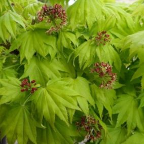 Érable du japon doré 'Aureum' - Acer Shirasawanum 'Aureum'  - 25-30 cm pot