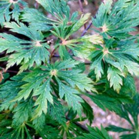 Érable du Japon à feuilles d'aconit - Acer Japonicum 'Aconitifolium'  - 40-50 cm pot