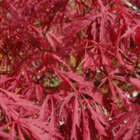 Érable du Japon 'Garnet' - Acer Palmatum 'Garnet'  - 60-80 cm pot