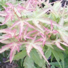 Érable du Japon 'Kotohime' - Acer palmatum 'Kotohime'  - 40-50 cm pot