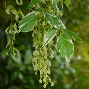 Érable à feuille de frêne 'Variegatum' - Acer Negundo 'Variegatum'  - 50-60 cm pot