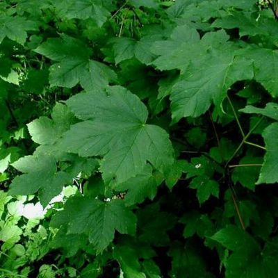 Érable sycomore - Acer pseudoplatanus - 25 x 60-90 cm racines nues