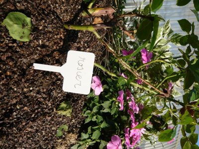 Étiquette Marquage à Planter (x12) - Vilmorin | Castorama