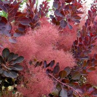 1 x Arbre à perruque 'Royal Purple' - Cotinus coggygria 'Royal Purple'  - 40-60 cm pot