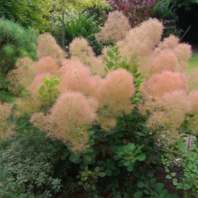1 x Arbre à perruque 'Young Lady' - Cotinus coggygria 'Young Lady'  - 40-60 cm pot