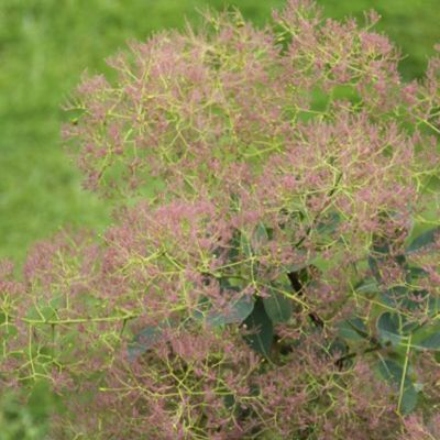 1 x Arbre à perruque 'Young Lady' - Cotinus coggygria 'Young Lady'  - 40-60 cm pot