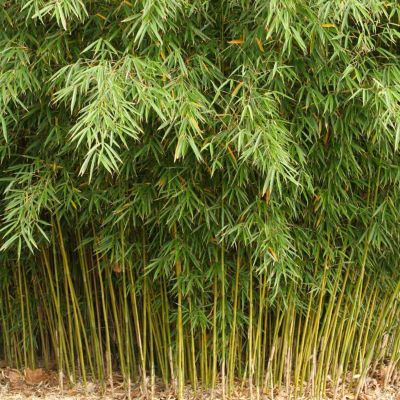 1 x Fargésia, Bambou parapluie 'Formidable' - Fargesia robusta 'Formidable'  - 40-50 cm pot