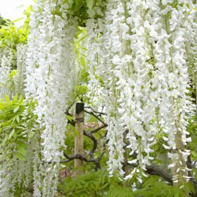 1 x Glycine Japonaise 'Shiro-noda' - Wisteria floribunda 'Shiro-Noda'  - 50-60 cm pot