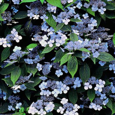 1 x Hortensia 'Bluebird' - Hydrangea serrata 'Bluebird'  - 25-30 cm pot
