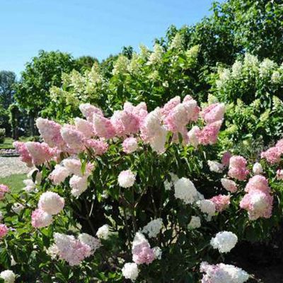1 x Hortensia paniculé 'Vanille fraise' - Hydrangea paniculata Vanille Fraise  - 40-50 cm pot