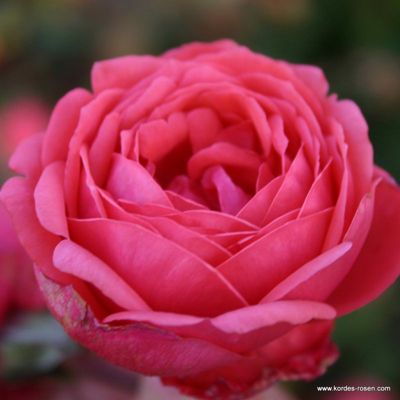 1 x Kordes Parfuma rosier - Rosa 'Garten Princess Marie José'
