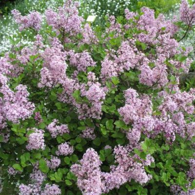 1 x Lilas de Chine 'Palibin' - Syringa meyeri 'Palibin' - 40-60 cm pot