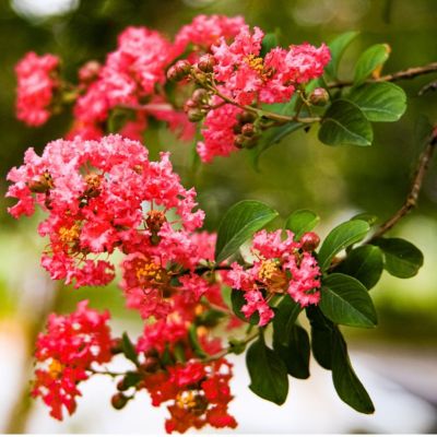 1 x Lilas des Indes Rouge - Lagerstroemia indica