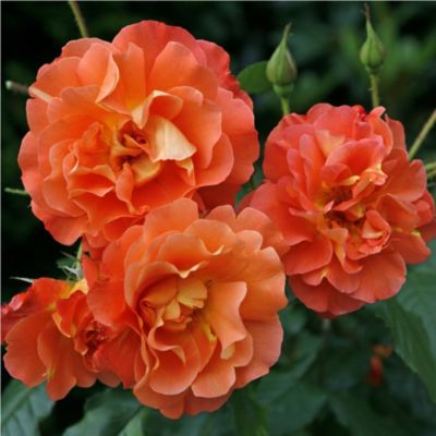 1 x Rosier grimpante Kordes - Rosa 'Westerland'