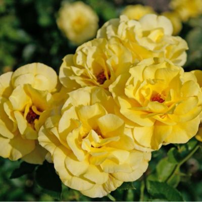 1 x Rosier grimpante - Rosa 'Climbing Friesia'