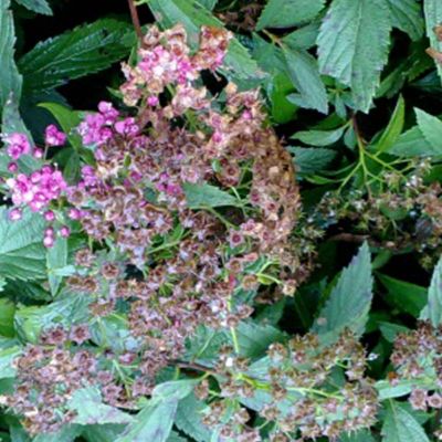 1 x Spirée Japonaise 'Genpei' - Spiraea japonica 'Genpei' - 'Shirobana'  - 25-30 cm pot
