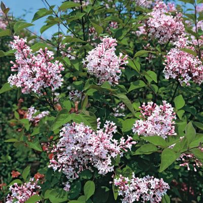 1 x Syringa microphylla 'Superba' - 40-60 cm pot
