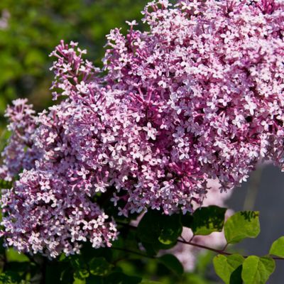 1 x Syringa microphylla 'Superba' - 40-60 cm pot