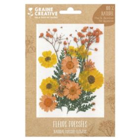 18 fleurs pressées - prairie jaune