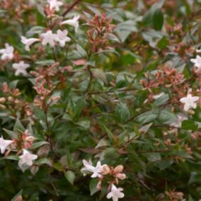 2 x Abélie grandiflora 'Confetti' - Abelia grandiflora 'Confetti'  - 25-30 cm pot