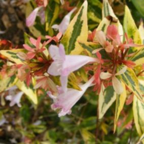 2 x Abelia 'Francis Moon' - Abelia grandiflora 'Francis Mason'  - 25-30 cm pot