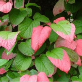 2 x Actinidier panaché - Actinidia kolomikta  - 50-60 cm pot