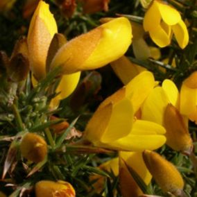 2 x Ajonc - Ulex europaeus  - 15-20 cm pot