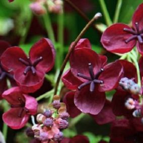 2 x Akébie à cinq folioles - Akebia quinata  - 50-60 cm pot