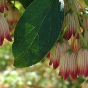 2 x Andromède campanulée - Enkianthus Campanulatus  - 40-50 cm pot