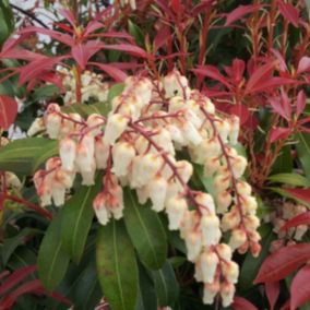 2 x Andromède du Japon 'Mountain Fire' - Pieris japonica 'Mountain Fire'  - 20-30 cm pot