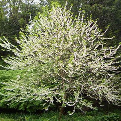 2 x Arbre aux cloches d'argent - Halesia carolina  - 30-40 cm pot