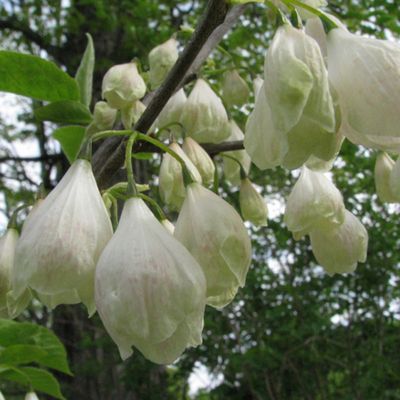 2 x Arbre aux cloches d'argent - Halesia carolina  - 30-40 cm pot