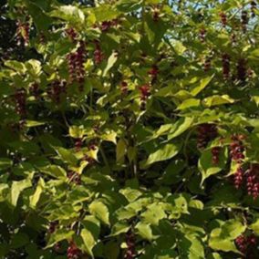 2 x Arbre aux faisans - Leycesteria Formosa  - 40-50 cm pot