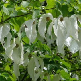 2 x Arbre aux mouchoirs - Davidia Involucrata  - 60-80 cm pot