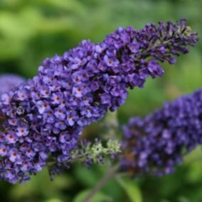 2 x Arbre aux papillons - Buddleja davidii 'Empire Blue'  - 40-60 cm pot