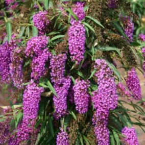 2 x Arbre aux papillons - Buddleja davidii 'Nanho Purple'  - 40-60 cm pot