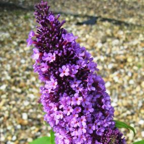 2 x Arbre aux papillons - Buddleja davidii 'Peacock'  - 30-40 cm pot