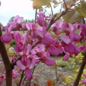 2 x Arbre de Judée - Cercis Siliquastrum  - 40-50 cm pot