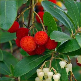 2 x Arbre à fraises - Arbutus Unedo  - 30-40 cm pot