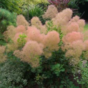 2 x Arbre à perruque 'Young Lady' - Cotinus coggygria 'Young Lady'  - 40-60 cm pot