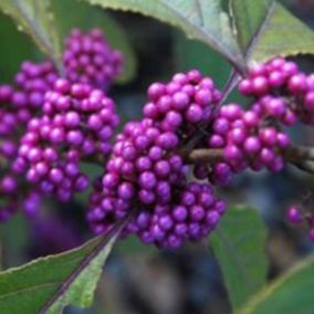 2 x Arbuste aux bonbons 'Profusion' - Callicarpa Bodinieri 'Profusion'  - 40-60 cm pot