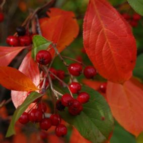 2 x Aronie à feuilles d'arbousier - Aronia arbutifolia 'Brilliant'  - 40-60 cm pot