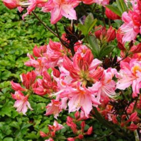 2 x Azalée caduque knaphill rose - Azalea Knaphill Roze  - 40-50 cm pot