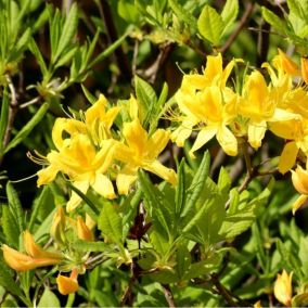 2 x Azalée caduque mollis jaune - Azalea Mollis Geel  - 40-50 cm pot