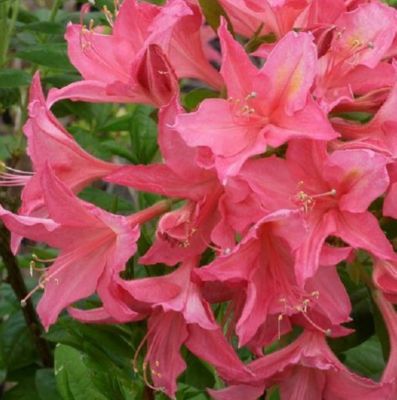 2 x Azalée caduque mollis rose - Azalea mollis - 40-50 cm pot