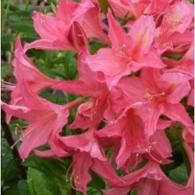 2 x Azalée caduque mollis rose - Azalea Mollis Roze  - 40-50 cm pot