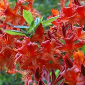 2 x Azalée caduque mollis rouge - Azalea Mollis Rood  - 40-50 cm pot