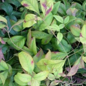 2 x Bambou sacré 'Firepower' - Nandina Domestica 'Firepower'  - 25-30 cm pot