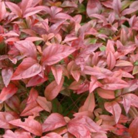 2 x Bambou sacré - Nandina Domestica  - 30-40 cm pot